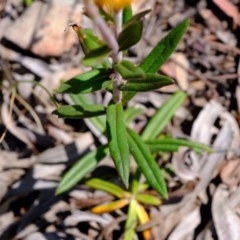 Coronidium oxylepis subsp. lanatum at Downer, ACT - 7 Nov 2020