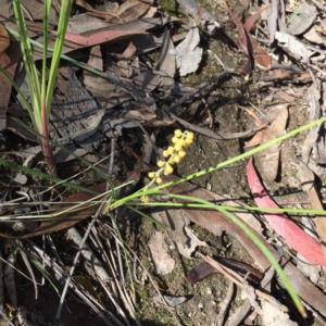 Lomandra filiformis at Tuggeranong DC, ACT - 6 Nov 2020