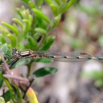 Austrolestes annulosus (Blue Ringtail) at Black Mountain - 7 Nov 2020 by Kurt