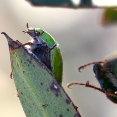 Xylonichus eucalypti (Green cockchafer beetle) at Bimberi Nature Reserve - 2 Nov 2020 by trevsci