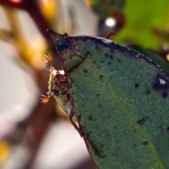 Xylonichus eucalypti at Cotter River, ACT - 3 Nov 2020