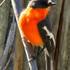 Petroica phoenicea (Flame Robin) at Cotter River, ACT - 2 Nov 2020 by trevsci