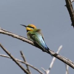 Merops ornatus (Rainbow Bee-eater) at Stromlo, ACT - 6 Nov 2020 by jb2602