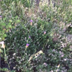 Petrorhagia nanteuilii at Tuggeranong DC, ACT - 23 Oct 2020