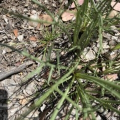 Eryngium ovinum (Blue Devil) at Red Hill to Yarralumla Creek - 7 Nov 2020 by KL