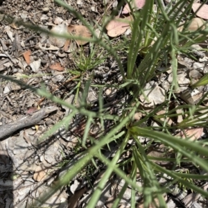 Eryngium ovinum at Deakin, ACT - 7 Nov 2020