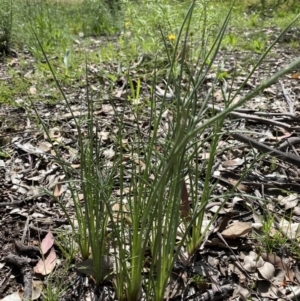 Eryngium ovinum at Deakin, ACT - 7 Nov 2020