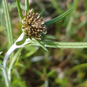 Euchiton sphaericus at Griffith, ACT - 7 Nov 2020