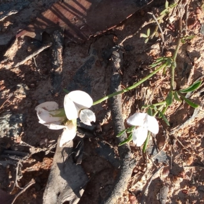 Lotus australis (Austral Trefoil) at Kambah, ACT - 7 Nov 2020 by michaelb