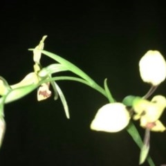 Diuris sulphurea (Tiger Orchid) at Myrtleville, NSW - 7 Nov 2020 by SandyMiller