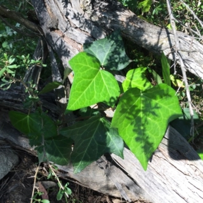 Hedera sp. (helix or hibernica) (Ivy) at Tuggeranong DC, ACT - 6 Nov 2020 by Jaff067