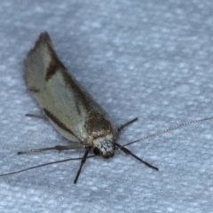 Philobota (genus) (Unidentified Philobota genus moths) at Goorooyarroo NR (ACT) - 6 Nov 2020 by jb2602