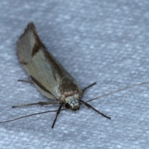 Philobota (genus) at Forde, ACT - 6 Nov 2020