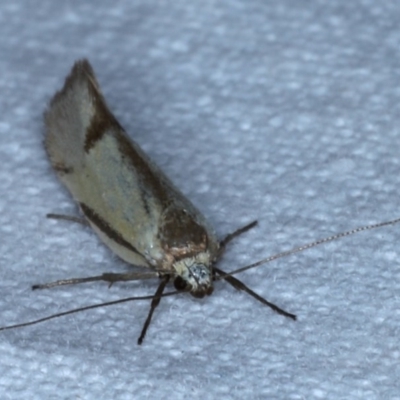 Philobota (genus) (Unidentified Philobota genus moths) at Forde, ACT - 6 Nov 2020 by jb2602