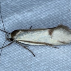 Philobota (genus) at Forde, ACT - 6 Nov 2020
