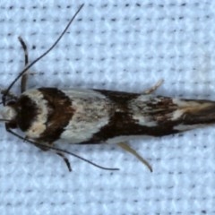 Macrobathra desmotoma ( A Cosmet moth) at Forde, ACT - 6 Nov 2020 by jbromilow50
