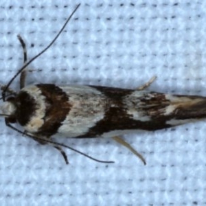 Macrobathra desmotoma at Forde, ACT - 6 Nov 2020