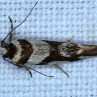 Macrobathra desmotoma ( A Cosmet moth) at Goorooyarroo NR (ACT) - 6 Nov 2020 by jb2602