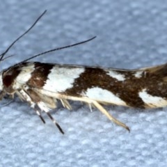 Macrobathra desmotoma at Forde, ACT - 6 Nov 2020