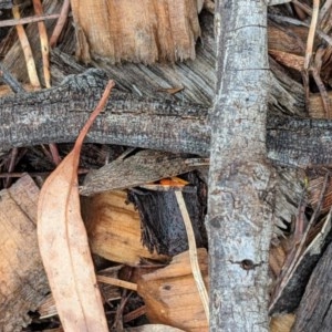 Acrididae sp. (family) at Hughes, ACT - 5 Nov 2020