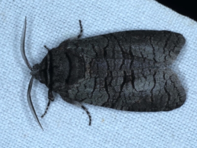 Culama glauca (A Wood moth) at Goorooyarroo NR (ACT) - 6 Nov 2020 by jb2602