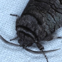 Culama glauca at Goorooyarroo NR (ACT) - 6 Nov 2020