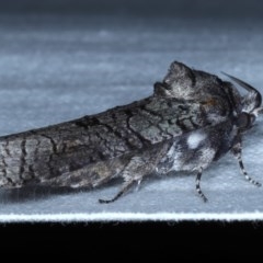 Culama glauca at Goorooyarroo NR (ACT) - 6 Nov 2020