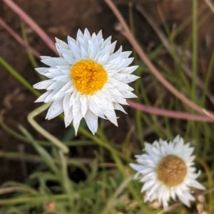 Leucochrysum albicans subsp. tricolor at Deakin, ACT - 7 Nov 2020