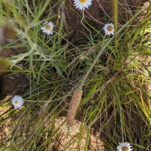 Leucochrysum albicans subsp. tricolor at Deakin, ACT - 7 Nov 2020