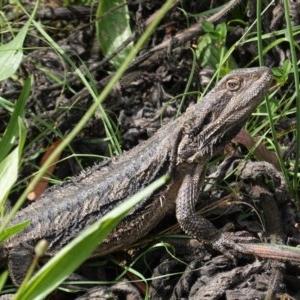 Pogona barbata at Hughes, ACT - suppressed