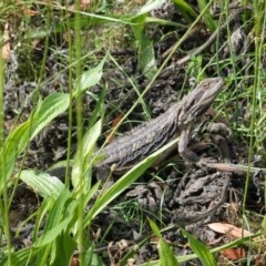 Pogona barbata at Hughes, ACT - suppressed