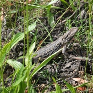 Pogona barbata at Hughes, ACT - suppressed