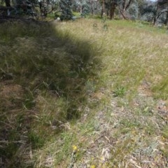 Austrostipa scabra (Corkscrew Grass, Slender Speargrass) at Red Hill to Yarralumla Creek - 7 Nov 2020 by JackyF