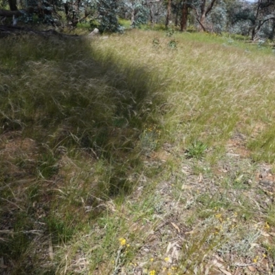Austrostipa scabra (Corkscrew Grass, Slender Speargrass) at Deakin, ACT - 7 Nov 2020 by JackyF