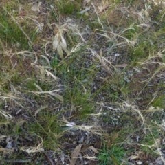 Austrostipa scabra at Deakin, ACT - 7 Nov 2020 11:11 AM