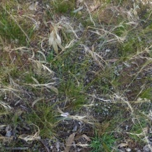 Austrostipa scabra at Deakin, ACT - 7 Nov 2020