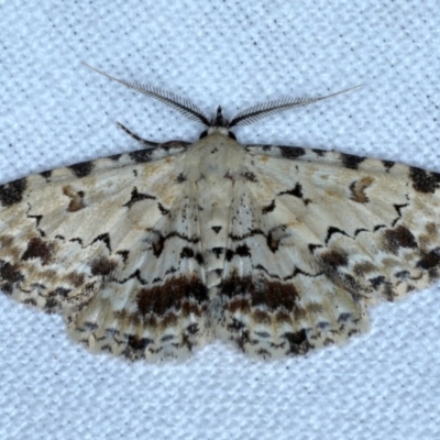 Sandava scitisignata (A noctuid moth) at Goorooyarroo NR (ACT) - 6 Nov 2020 by jb2602