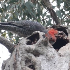 Callocephalon fimbriatum (Gang-gang Cockatoo) at Red Hill to Yarralumla Creek - 5 Nov 2020 by JackyF