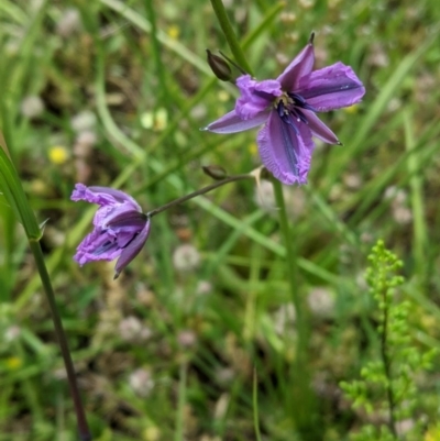 Arthropodium fimbriatum (Nodding Chocolate Lily) at Molonglo Valley, ACT - 6 Nov 2020 by JackyF