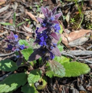 Ajuga australis at Downer, ACT - 6 Nov 2020 11:14 AM