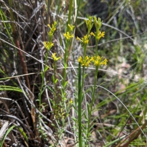 Pimelea curviflora at Downer, ACT - 6 Nov 2020 11:22 AM