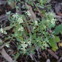 Poranthera microphylla (Small Poranthera) at Downer, ACT - 5 Nov 2020 by JackyF