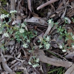 Poranthera microphylla at Downer, ACT - 6 Nov 2020