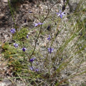 Dianella revoluta var. revoluta at Downer, ACT - 6 Nov 2020