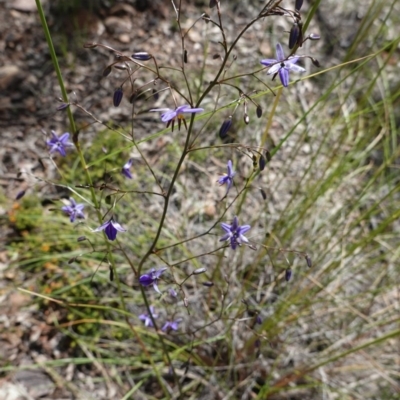 Dianella revoluta var. revoluta (Black-Anther Flax Lily) at Black Mountain - 6 Nov 2020 by JackyF