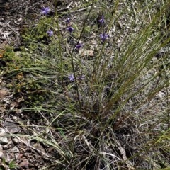 Dianella revoluta var. revoluta at Downer, ACT - 6 Nov 2020