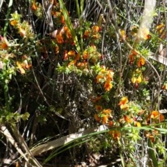 Pultenaea procumbens (Bush Pea) at Black Mountain - 5 Nov 2020 by JackyF