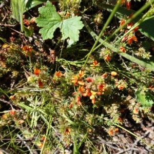 Pultenaea procumbens at Downer, ACT - 6 Nov 2020