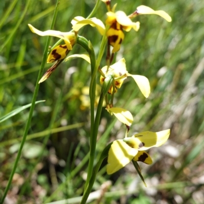 Diuris sulphurea (Tiger Orchid) at Black Mountain - 5 Nov 2020 by JackyF