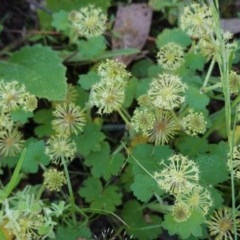 Hydrocotyle laxiflora (Stinking Pennywort) at Black Mountain - 5 Nov 2020 by JackyF